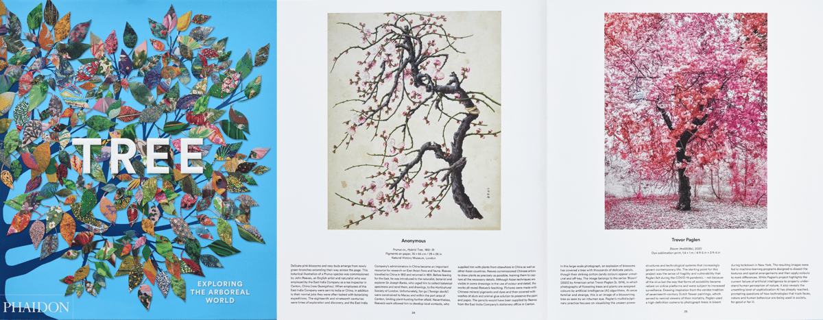 07 PHAIDON