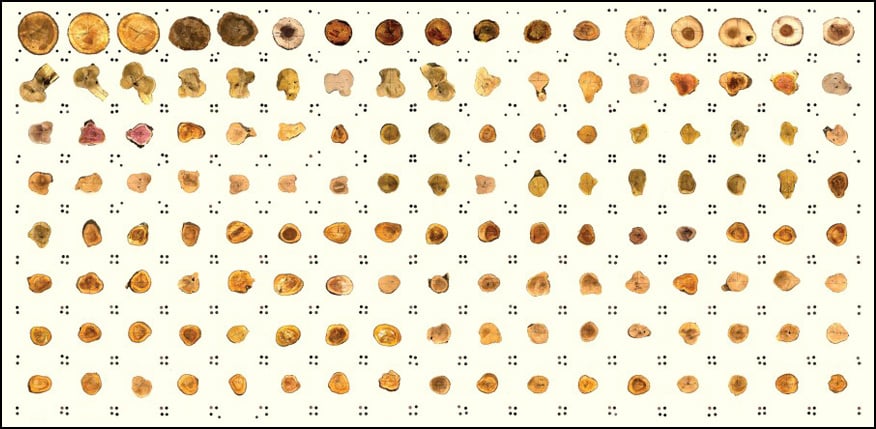 Tangential-Timber-2